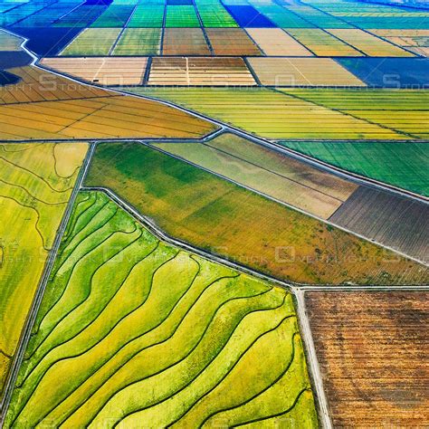 It is also a home to a variety of wildlife species. . Rice farms in northern california
